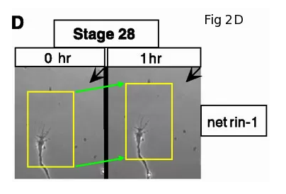 Understanding Image Misconduct in Scientific Papers
