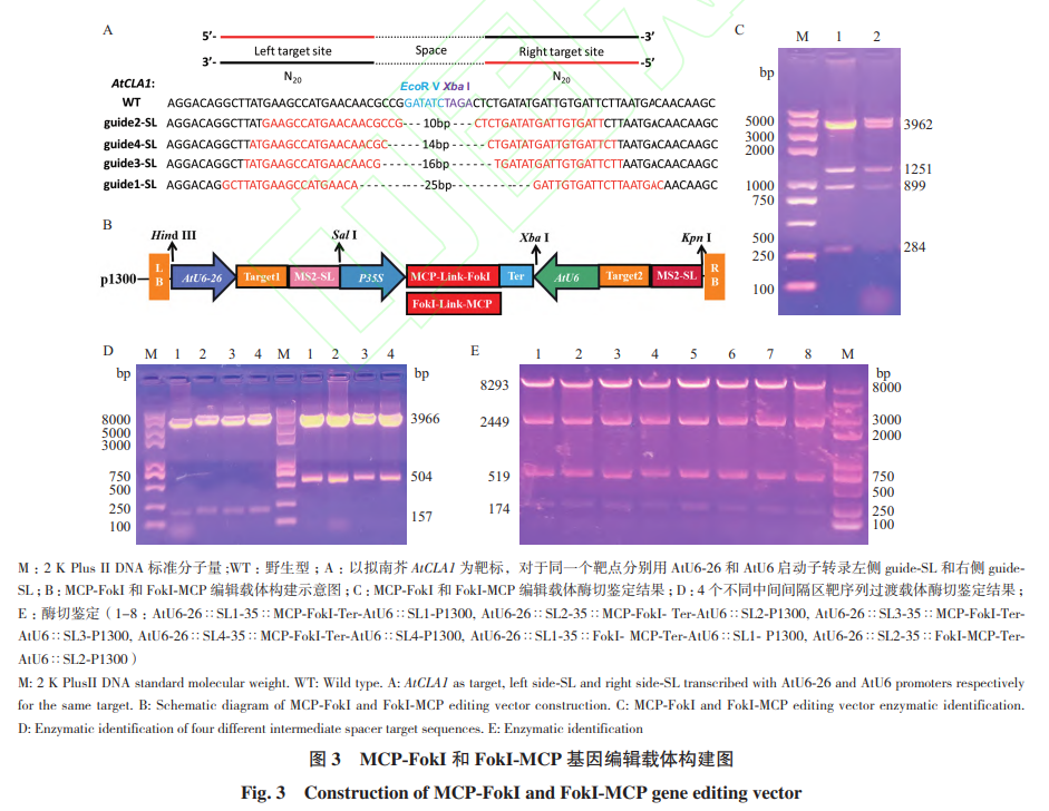 Study on a Novel Mini Genome Editing System Based on Csy4 and MCP