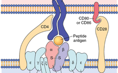 Overview of Various Immune Metabolism Signaling Pathways