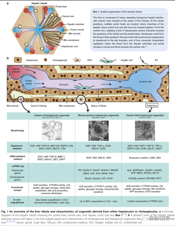 Organoids and Cell Transplantation: Future Directions