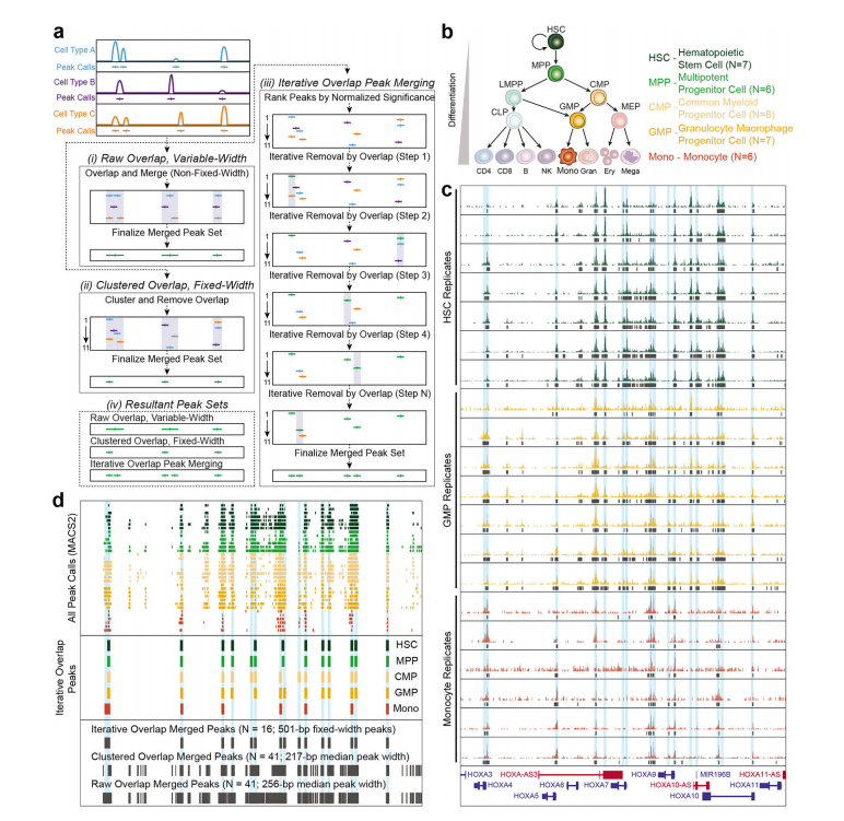 Omni-ATAC: Updated and Optimized ATAC-seq Protocol