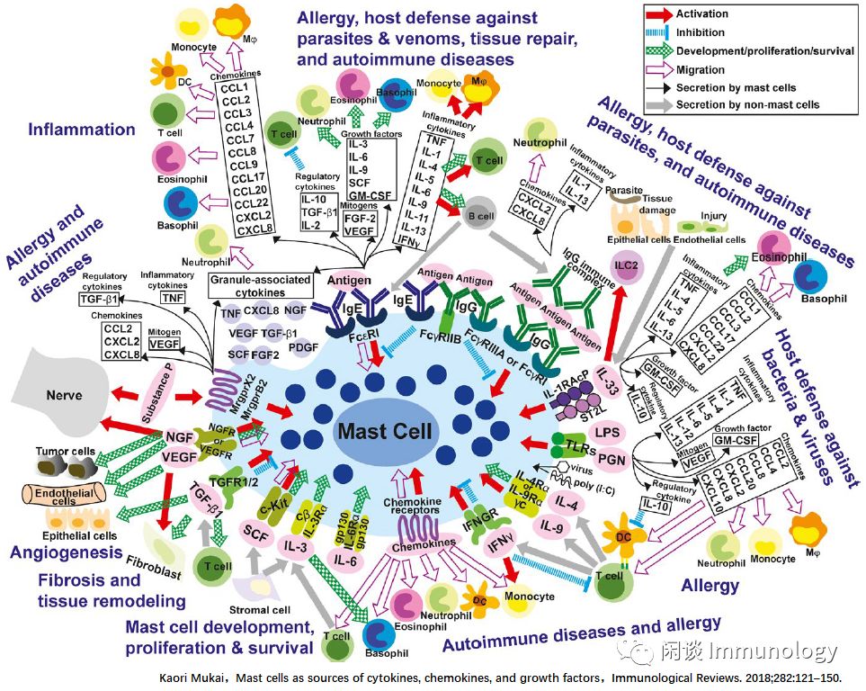 Mast Cells: Powerful Immune Regulatory Functions