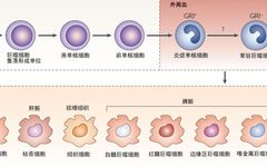 Fundamental Biology of Macrophages: From Origin to Function