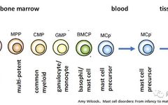 Mast Cells: Powerful Immune Regulatory Functions