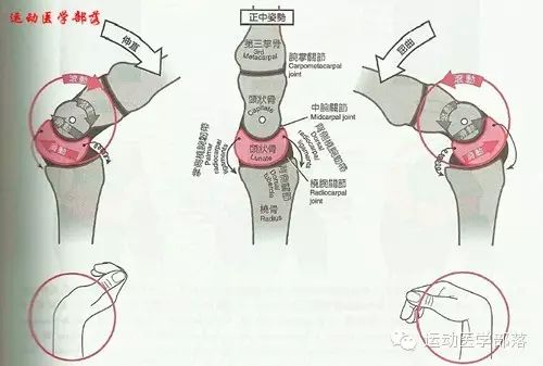Kinesiology - Study Notes on Wrist and Hand Joints