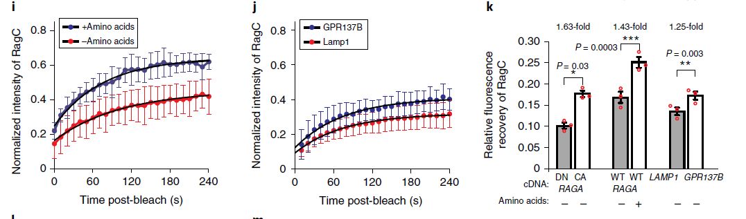 GPR137B Regulates Rag GTPase and mTORC1 Activity