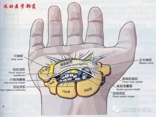 Kinesiology - Study Notes on Wrist and Hand Joints