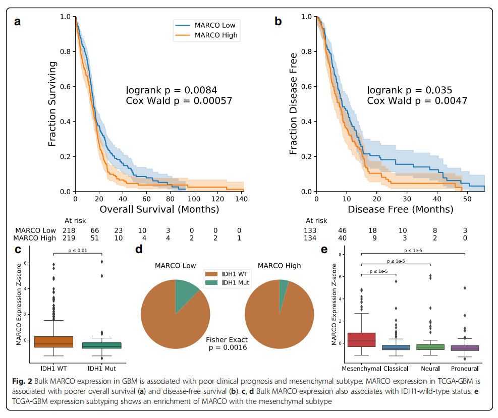 Single-Cell Features of Glioblastoma Macrophages Reveal MARCO as a Stroma-Related Tumor Marker