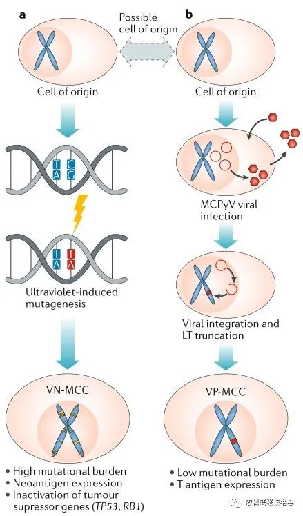Merkel Cell Carcinoma Is Not Derived From Merkel Cells!