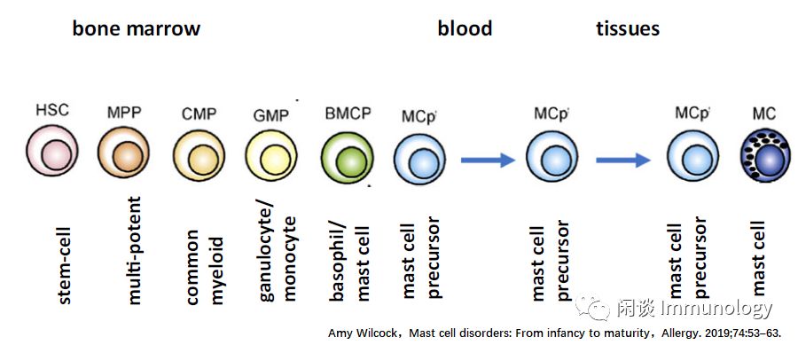 Mast Cells: Powerful Immune Regulatory Functions