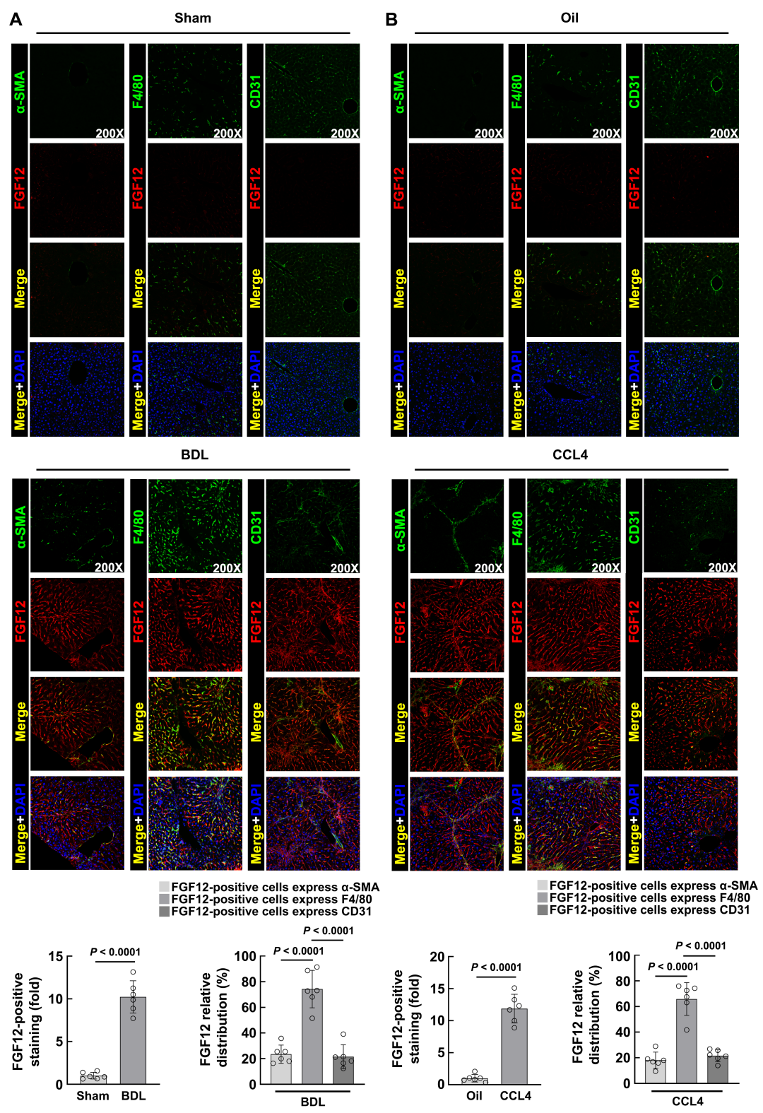 Macrophage-Specific FGF12 Promotes Liver Fibrosis Progression in Mice