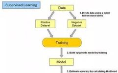 17 Common Algorithms in Machine Learning