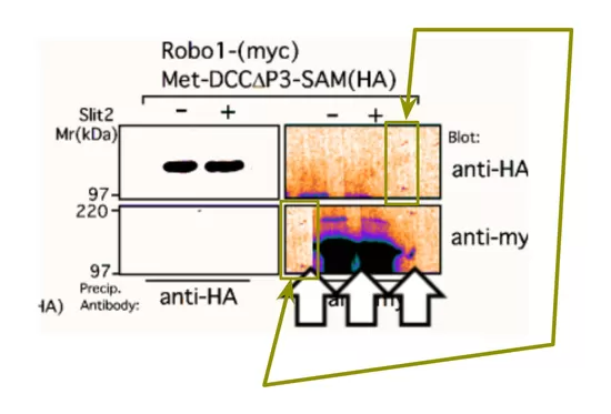 Understanding Image Misconduct in Scientific Papers