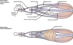 Latest Review: MRI Diagnostic Techniques for Little Finger and Thumb