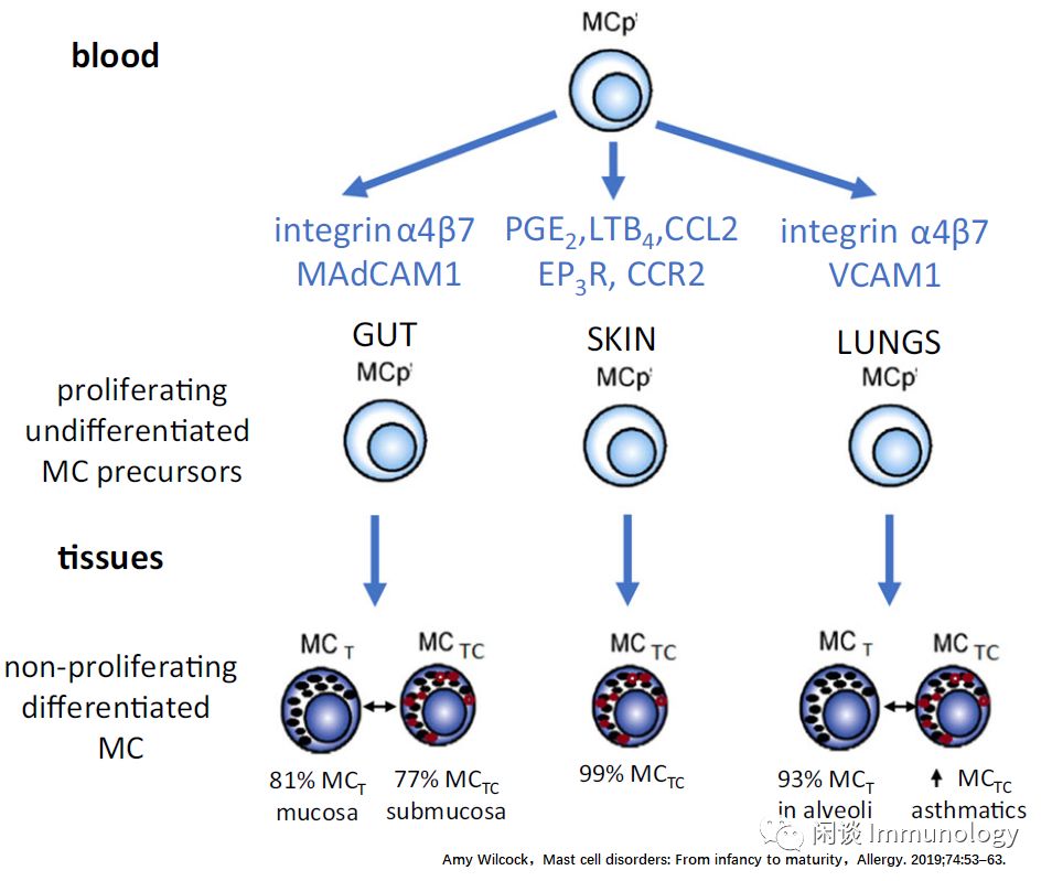 Mast Cells: Powerful Immune Regulatory Functions