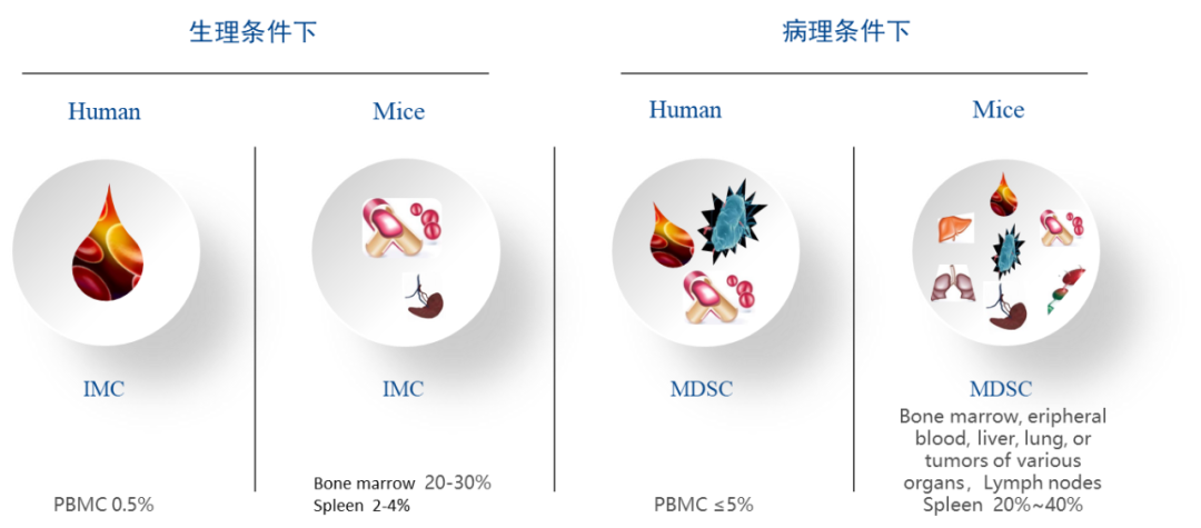 MDSC: The Tumor's Chaotic Collective