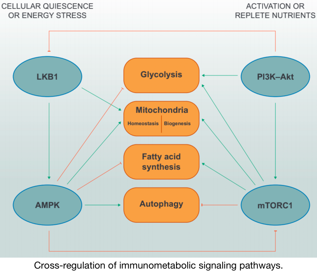 Overview of Various Immune Metabolism Signaling Pathways