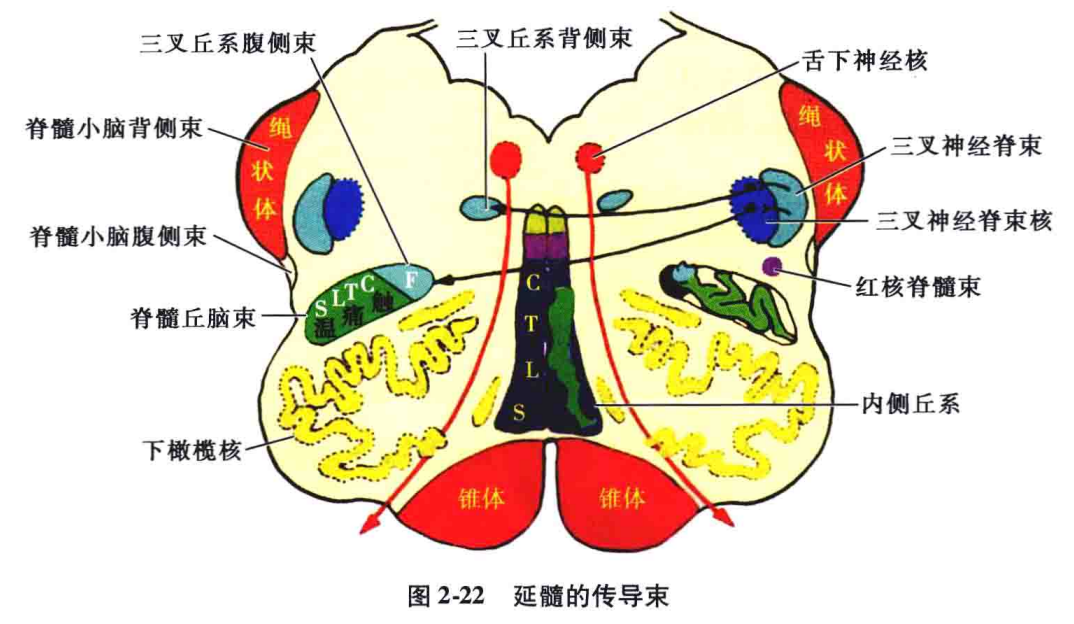 Brainstem Physiology, Anatomy, and Lesion Localization