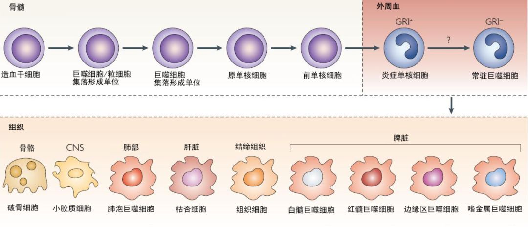 Fundamental Biology of Macrophages: From Origin to Function