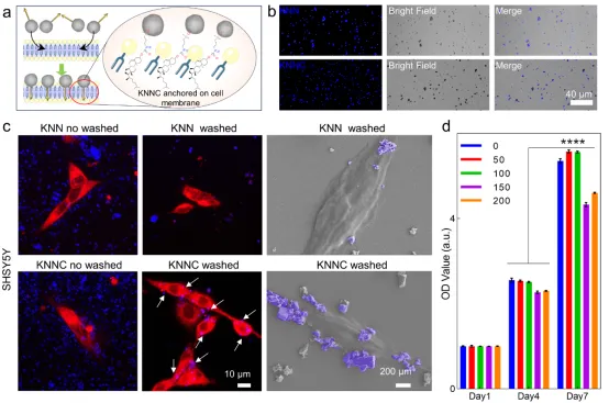 Cell-Anchored Lead-Free Piezoelectric KNN NPs for Neuromodulation