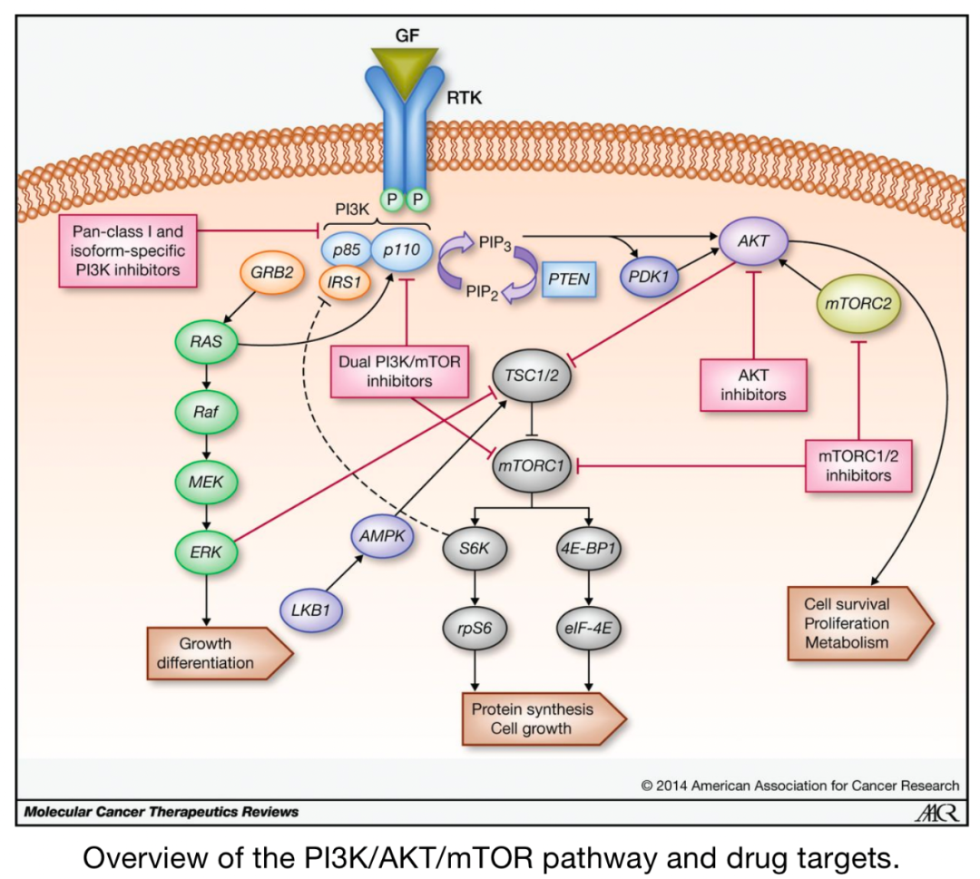 Overview of Various Immune Metabolism Signaling Pathways