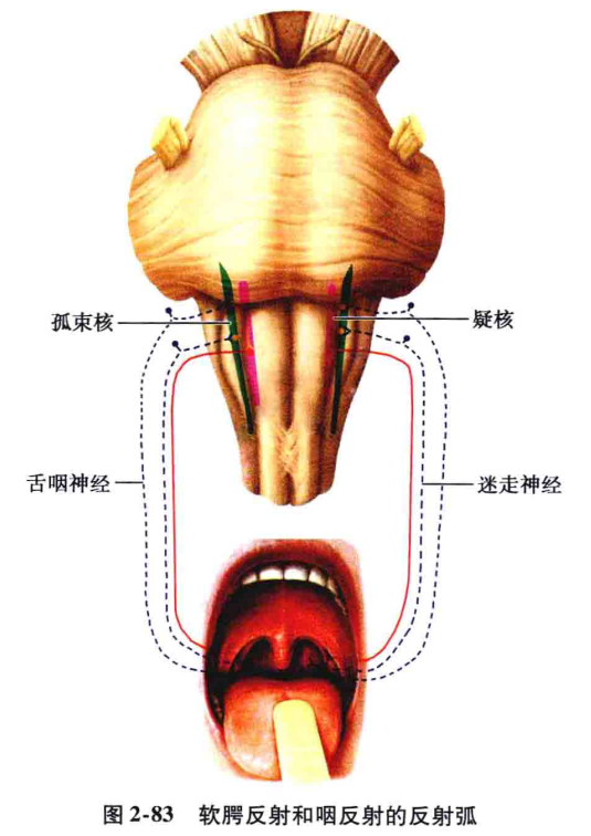 Brainstem Physiology, Anatomy, and Lesion Localization