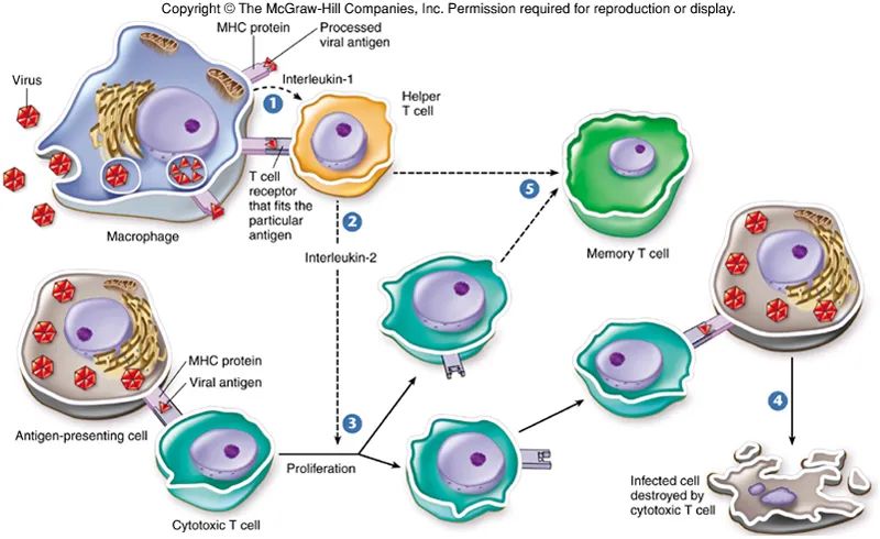 Overview of Various Immune Metabolism Signaling Pathways
