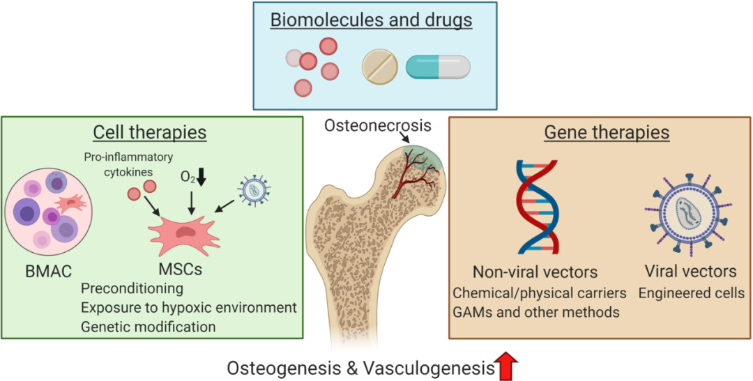 Inflammation, Bone Healing, and Osteonecrosis: From Clinic to Laboratory