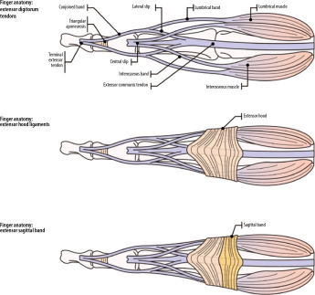 Latest Review: MRI Diagnostic Techniques for Little Finger and Thumb