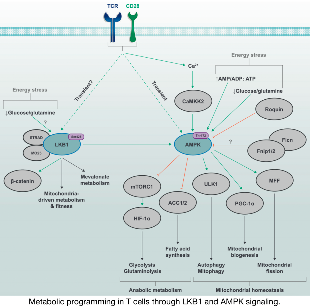 Overview of Various Immune Metabolism Signaling Pathways