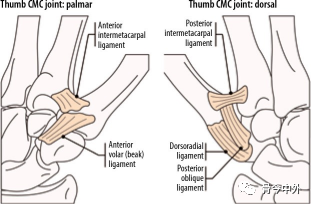 Latest Review: MRI Diagnostic Techniques for Little Finger and Thumb