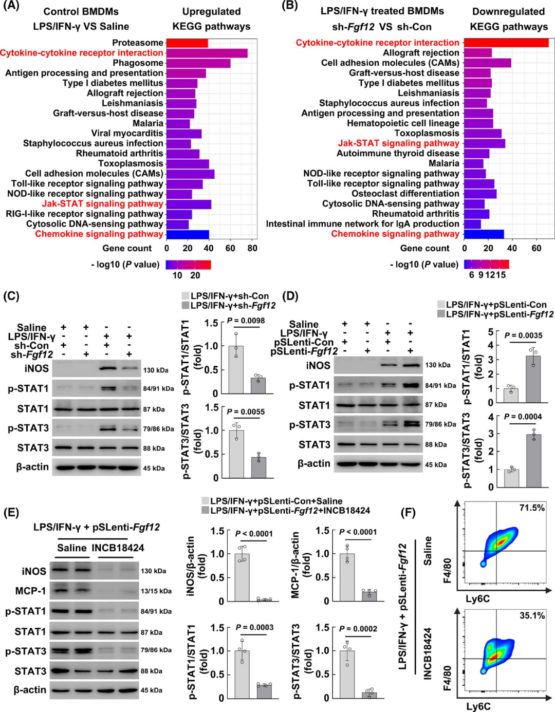 Macrophage-Specific FGF12 Promotes Liver Fibrosis Progression in Mice