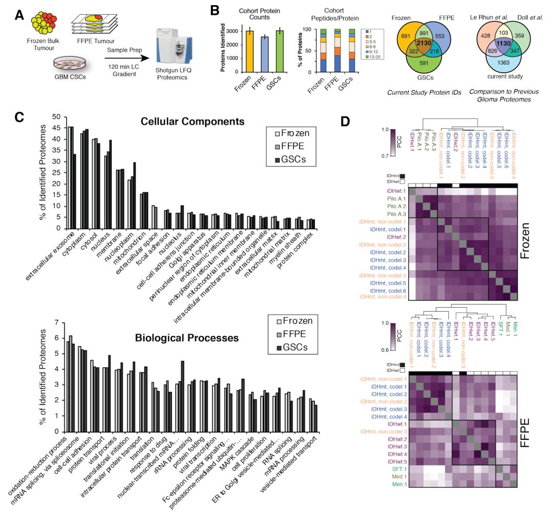 Latest MCP Insights: Molecular Subtyping of Diffuse Gliomas from Genes to Proteins