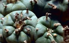 Mescaline: A Catecholamine Psychedelic