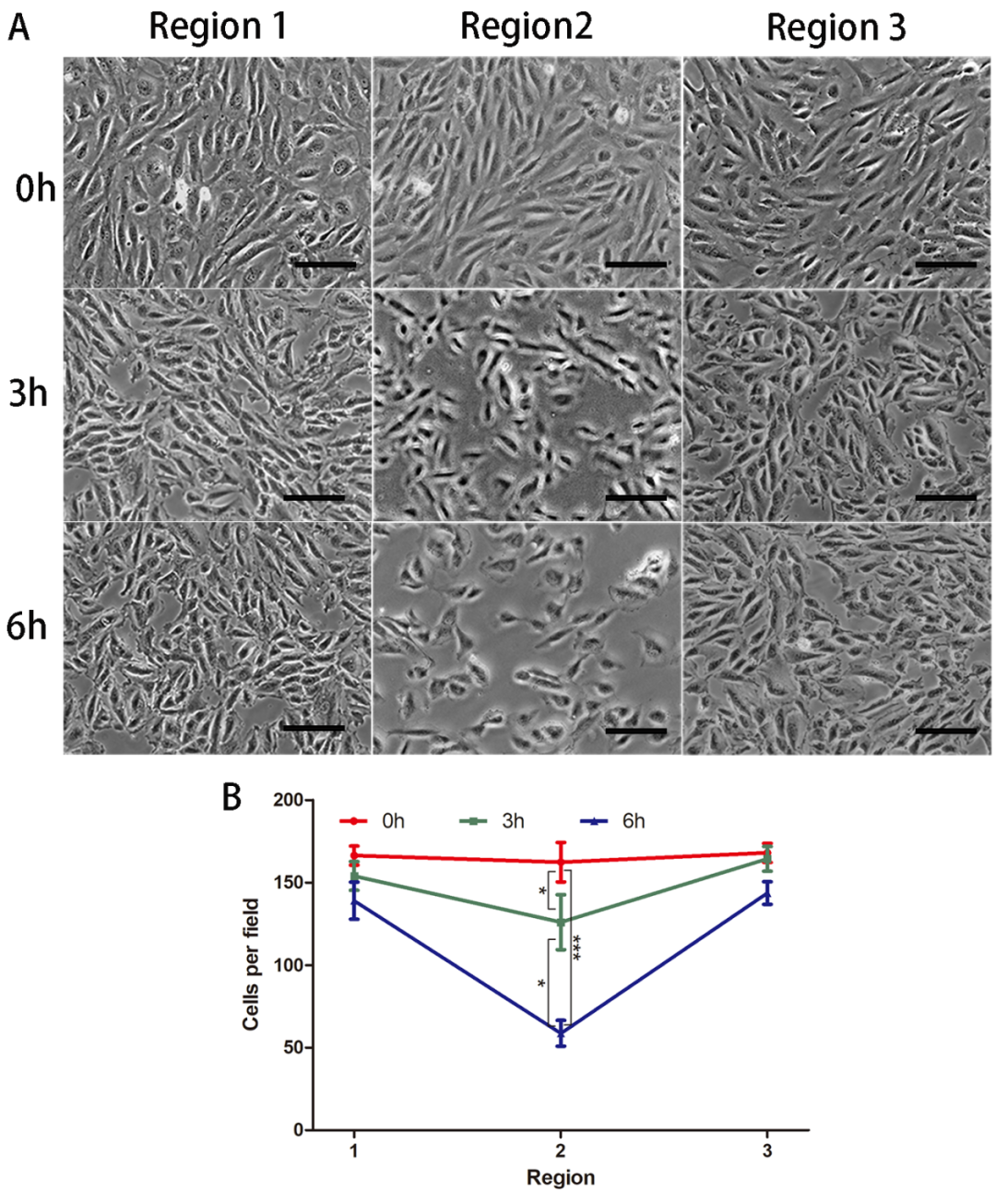 Impinging Flow Induces MCP-1 Expression in Endothelial Cells via JNK/c-Jun/p38/c-Fos Pathway