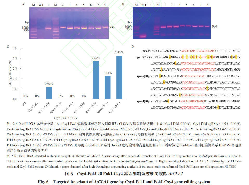 Study on a Novel Mini Genome Editing System Based on Csy4 and MCP