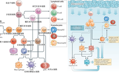 MDSC: The Tumor's Chaotic Collective