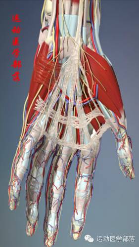 Kinesiology - Study Notes on Wrist and Hand Joints