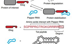 New Tools for mRNA Live Imaging
