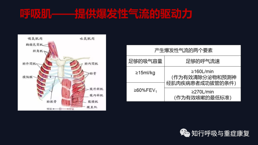 Airway Clearance Techniques - Physiological Basis
