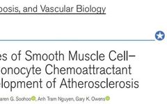 Dichotomous Roles of Smooth Muscle Cell-Derived MCP1 in Atherosclerosis Development