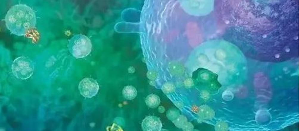Fundamental Biology of Macrophages: From Origin to Function