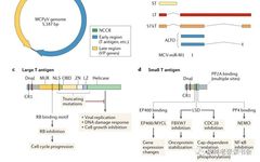 Merkel Cell Carcinoma Is Not Derived From Merkel Cells!