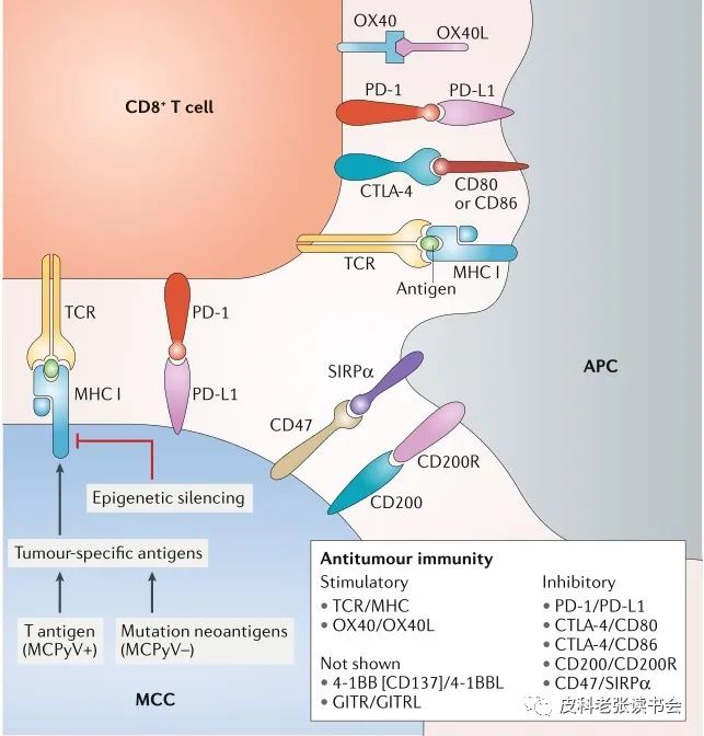 Merkel Cell Carcinoma Is Not Derived From Merkel Cells!