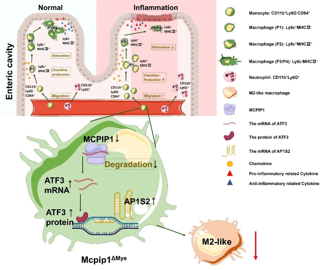 MCPIP1 Regulates Atf3-Ap1s2 Pathway to Limit Mucosal Inflammation