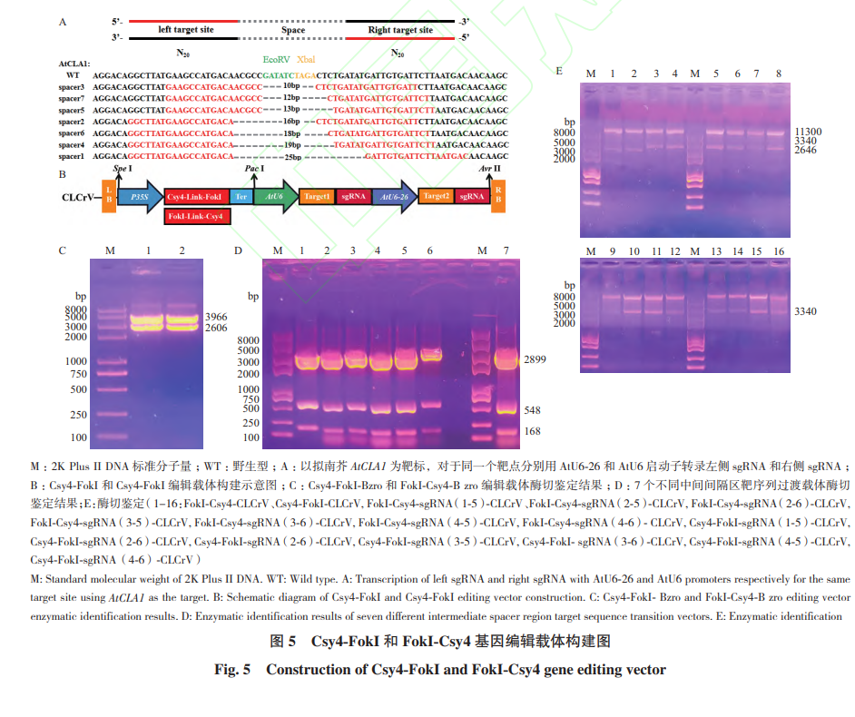 Study on a Novel Mini Genome Editing System Based on Csy4 and MCP