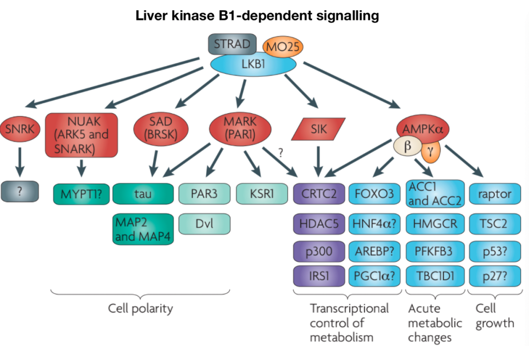 Overview of Various Immune Metabolism Signaling Pathways