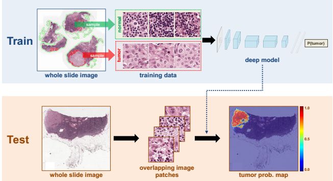 XNN: Opening The Black Box Of Neural Networks