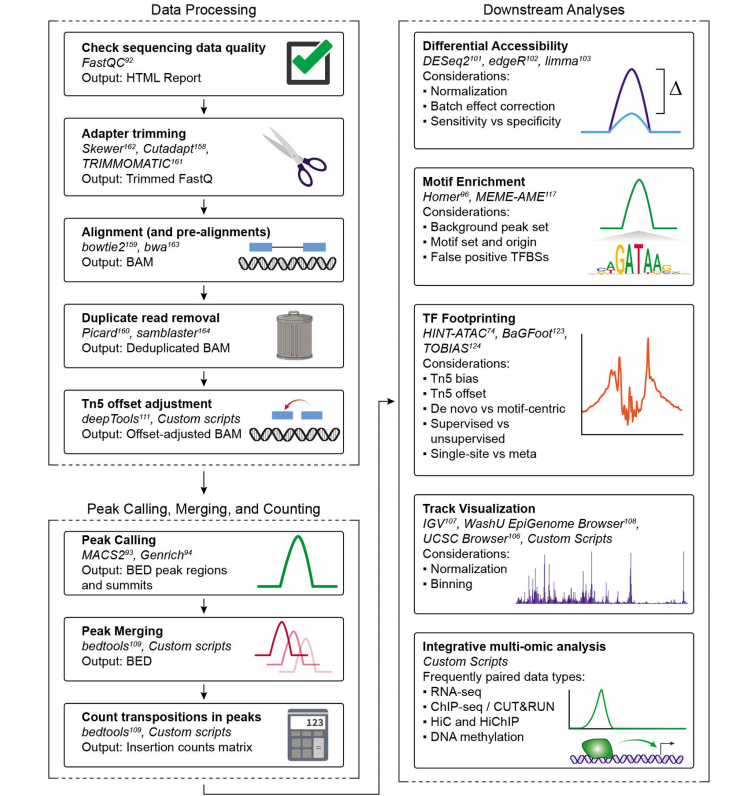 Omni-ATAC: Updated and Optimized ATAC-seq Protocol
