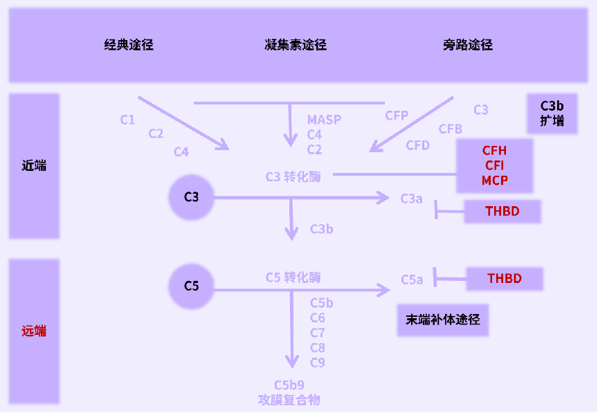 Understanding Complement-Related Kidney Disease